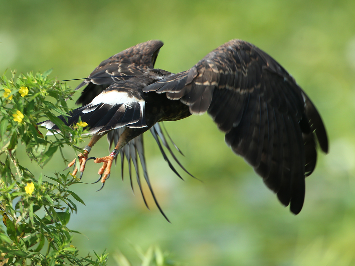 Snail Kite