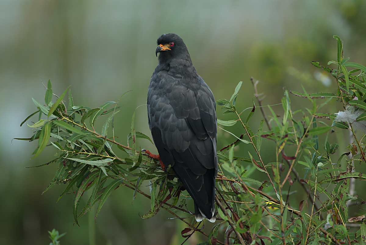 Snail Kite