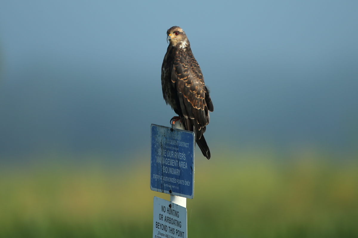 Snail Kite