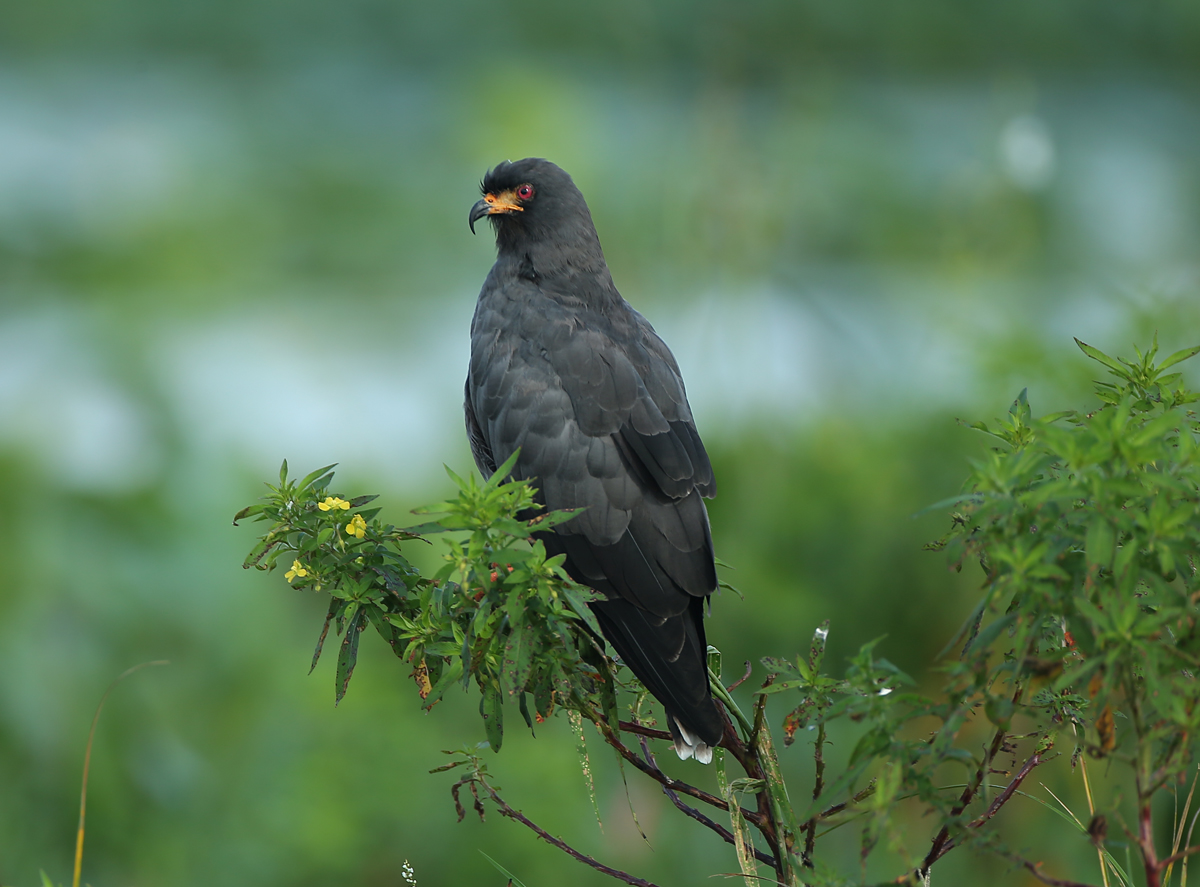 Snail Kite