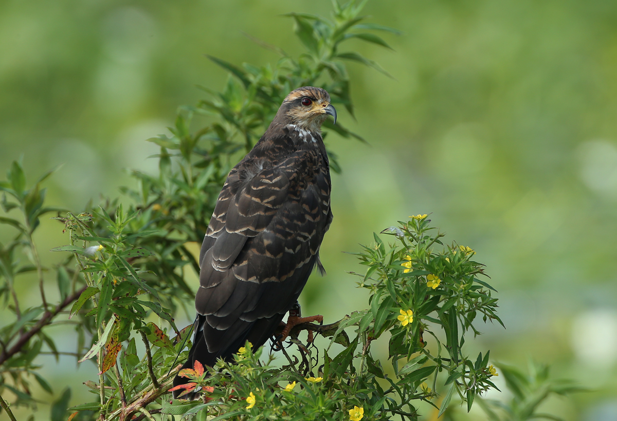 Snail Kite