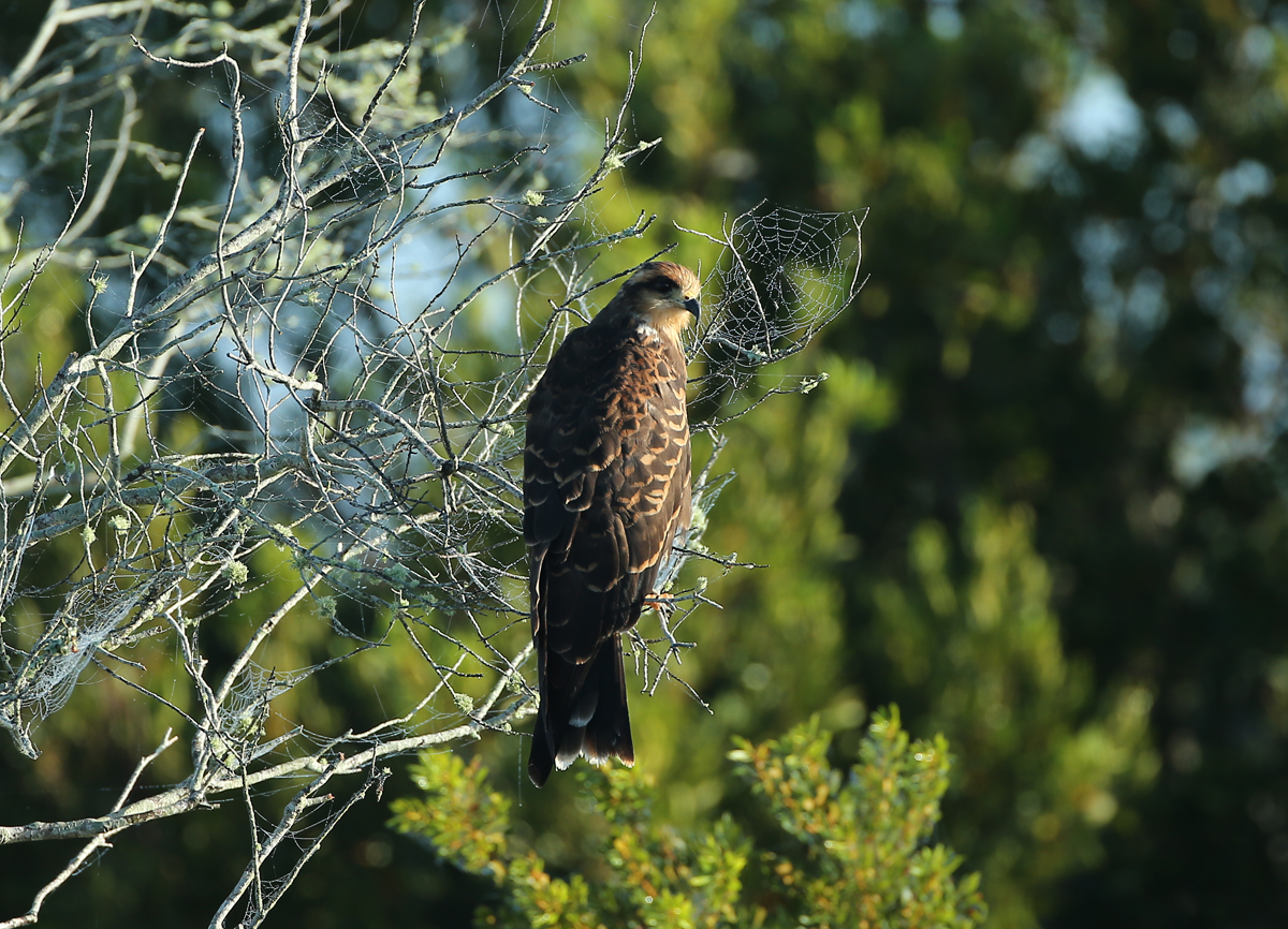 Snail Kite