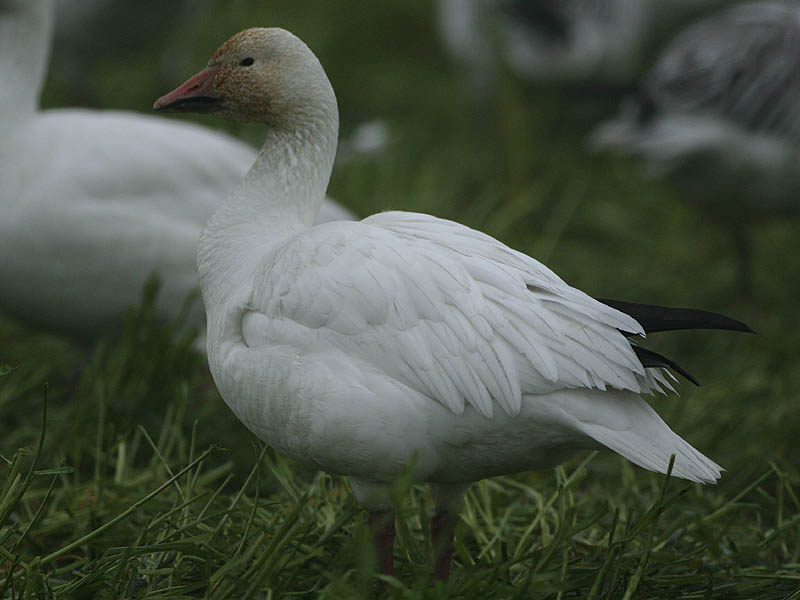 Snow Goose