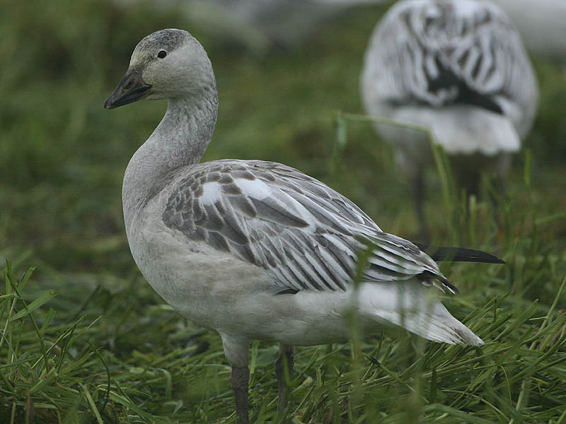Snow Goose