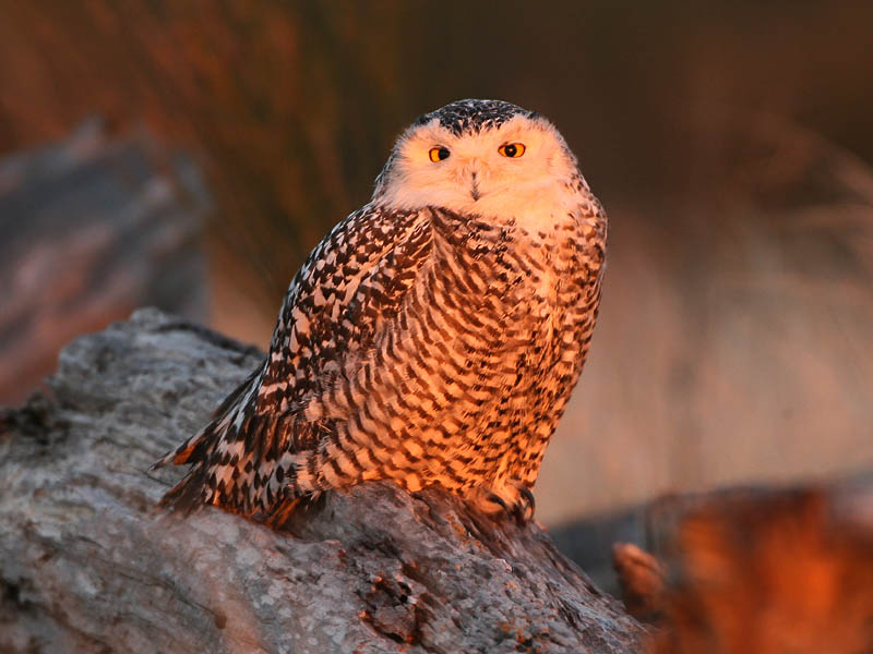 Snowy Owl