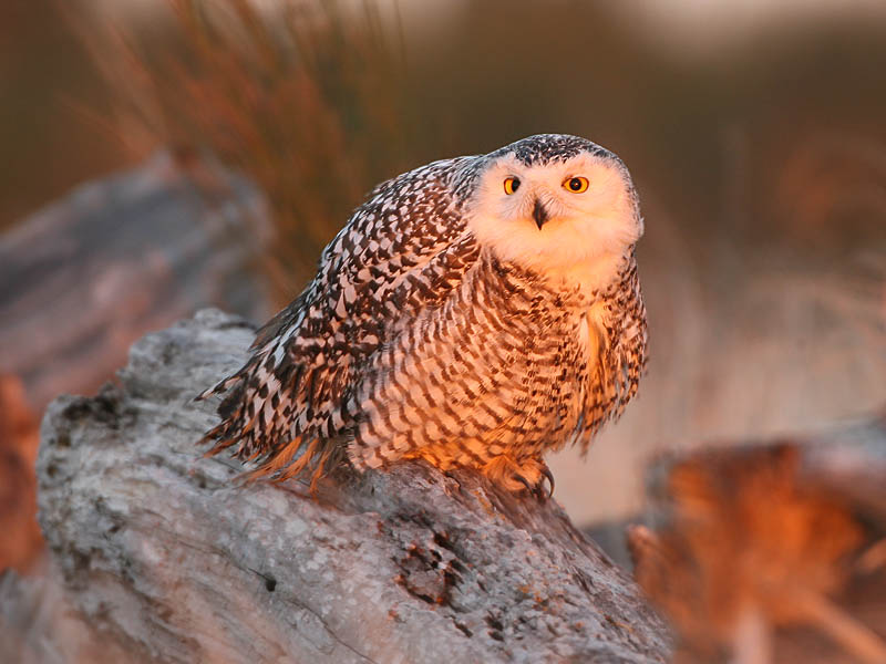 Snowy Owl