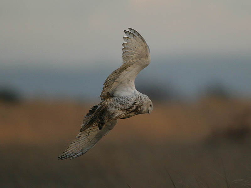 Snowy Owl