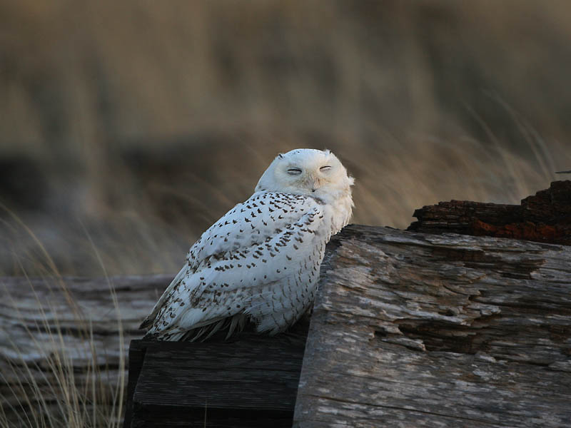 Snowy Owl