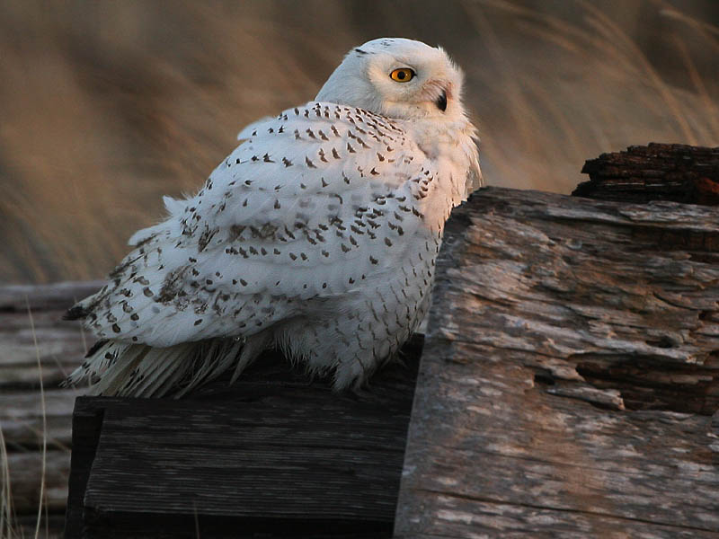 Snowy Owl