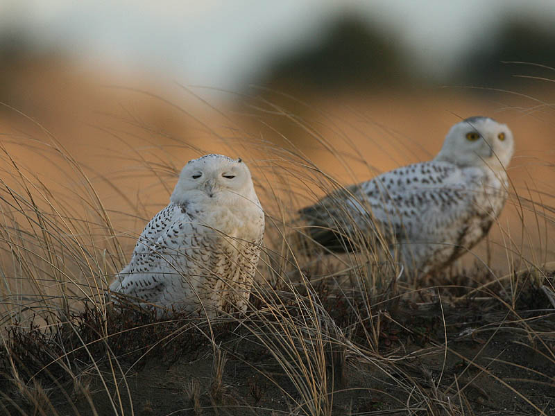 Snowy Owl