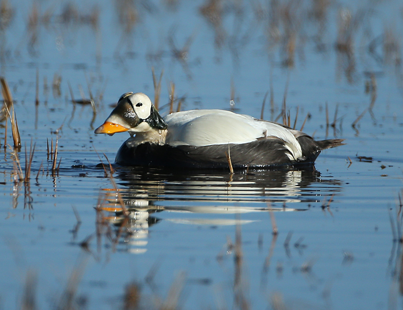 Spectacled Eider