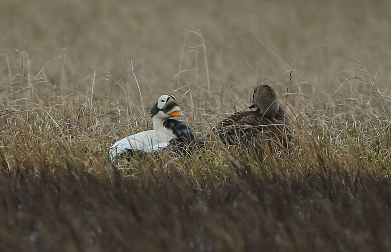 Spectacled Eider