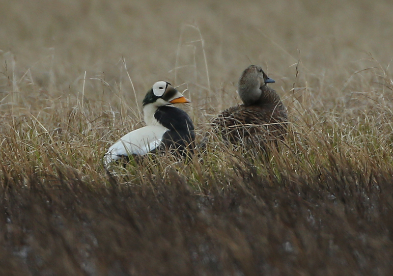 Spectacled Eider