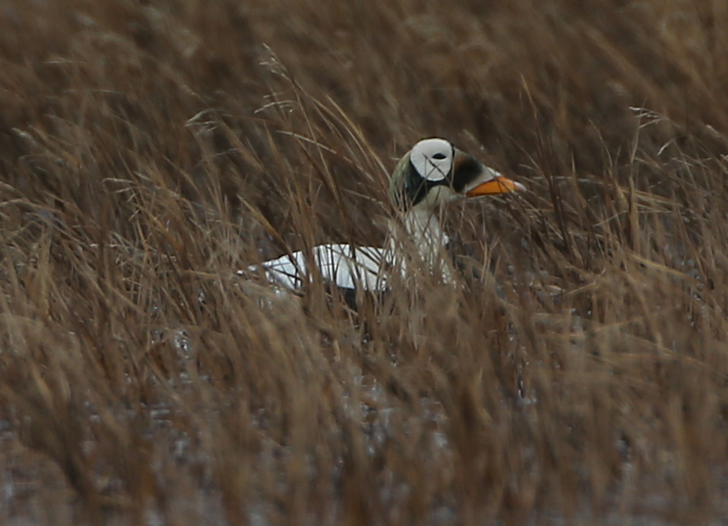 Spectacled Eider