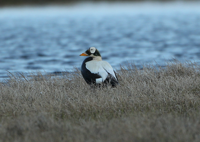 Spectacled Eider