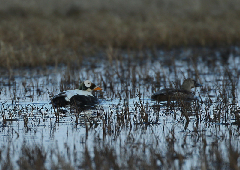 Spectacled Eider