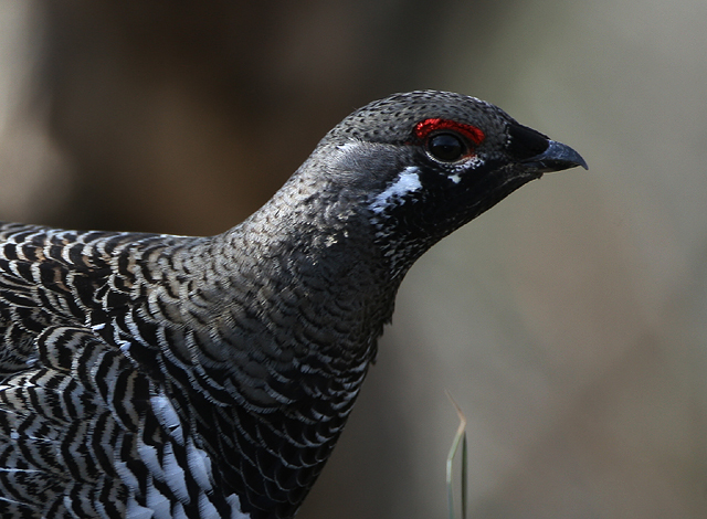 Spruce Grouse