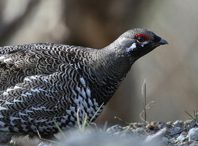 Spruce Grouse