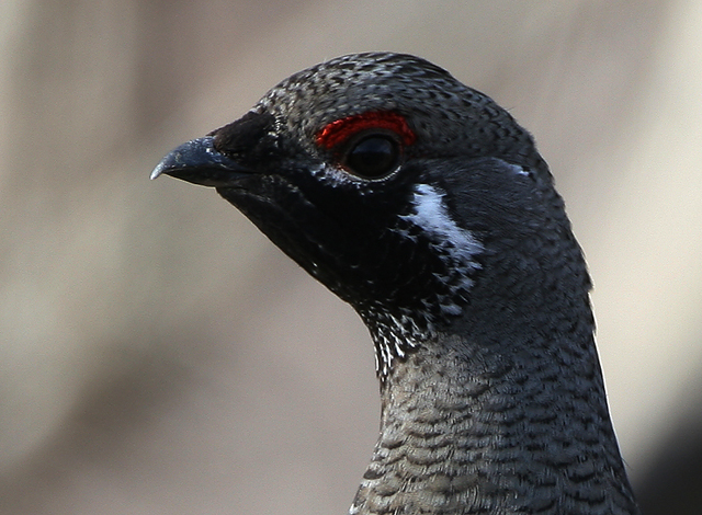 Spruce Grouse