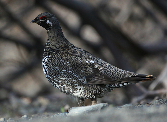 Spruce Grouse