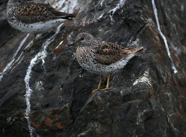 Surfbird