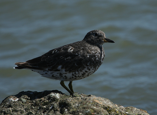 Surfbird