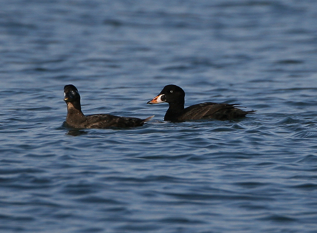 Surf Scoter