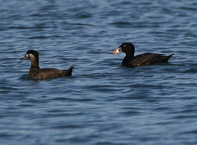 Surf Scoter