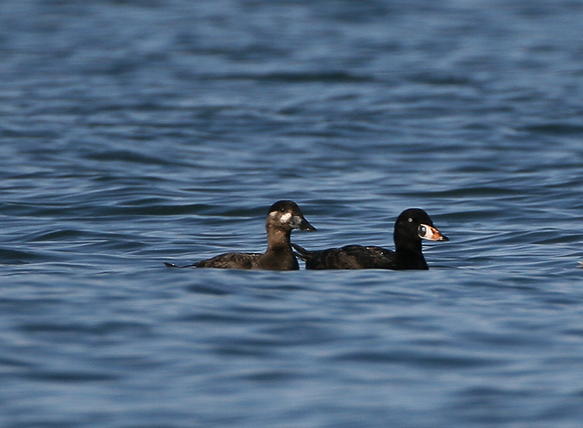 Surf Scoter