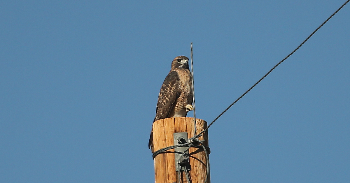Swainson Hawk