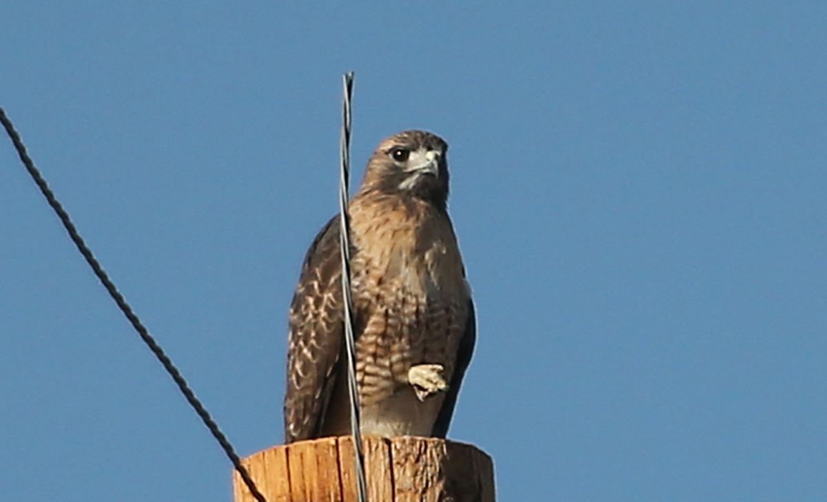 Swainson Hawk