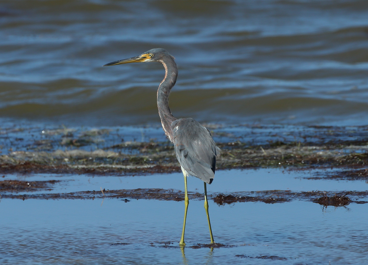 Tricolored Heron
