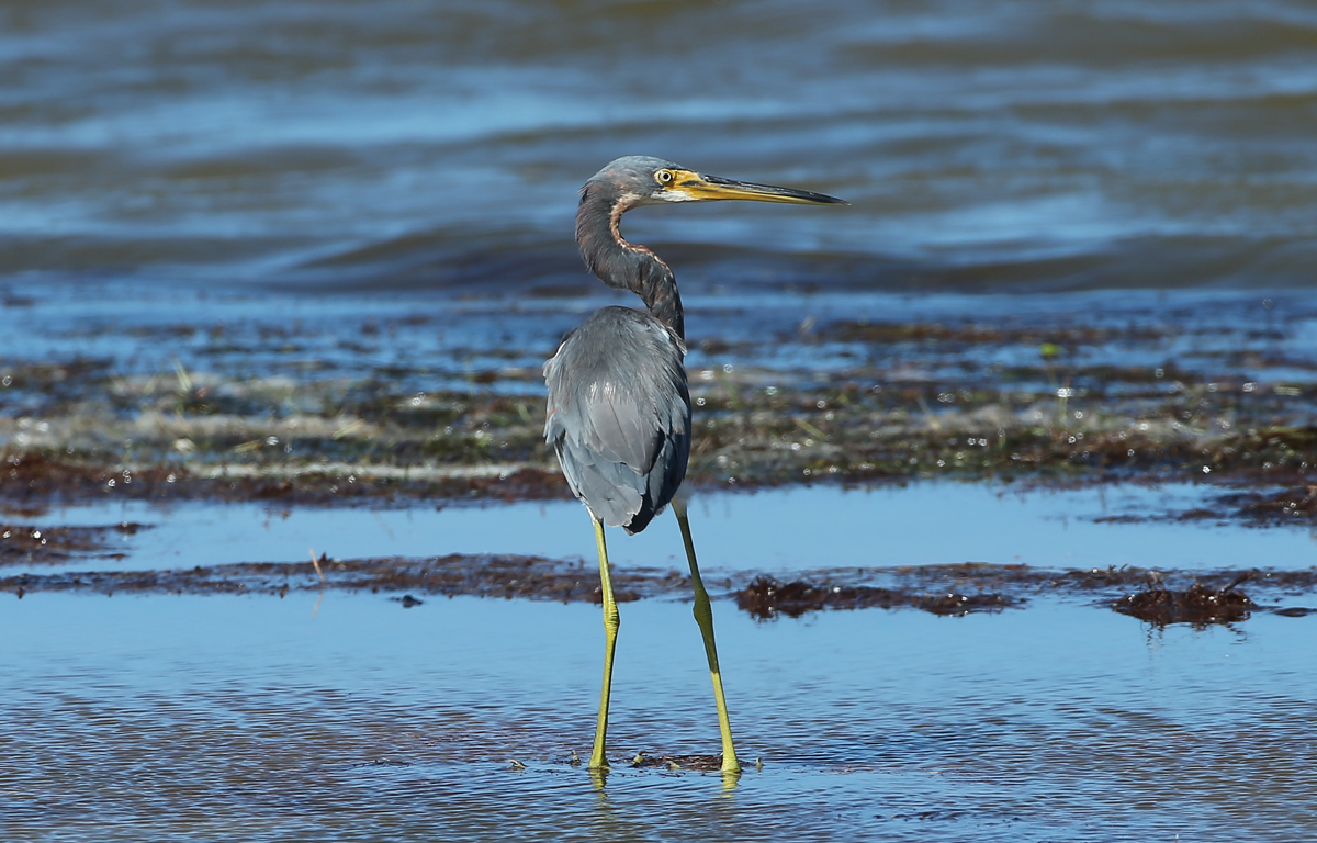 Tricolored Heron
