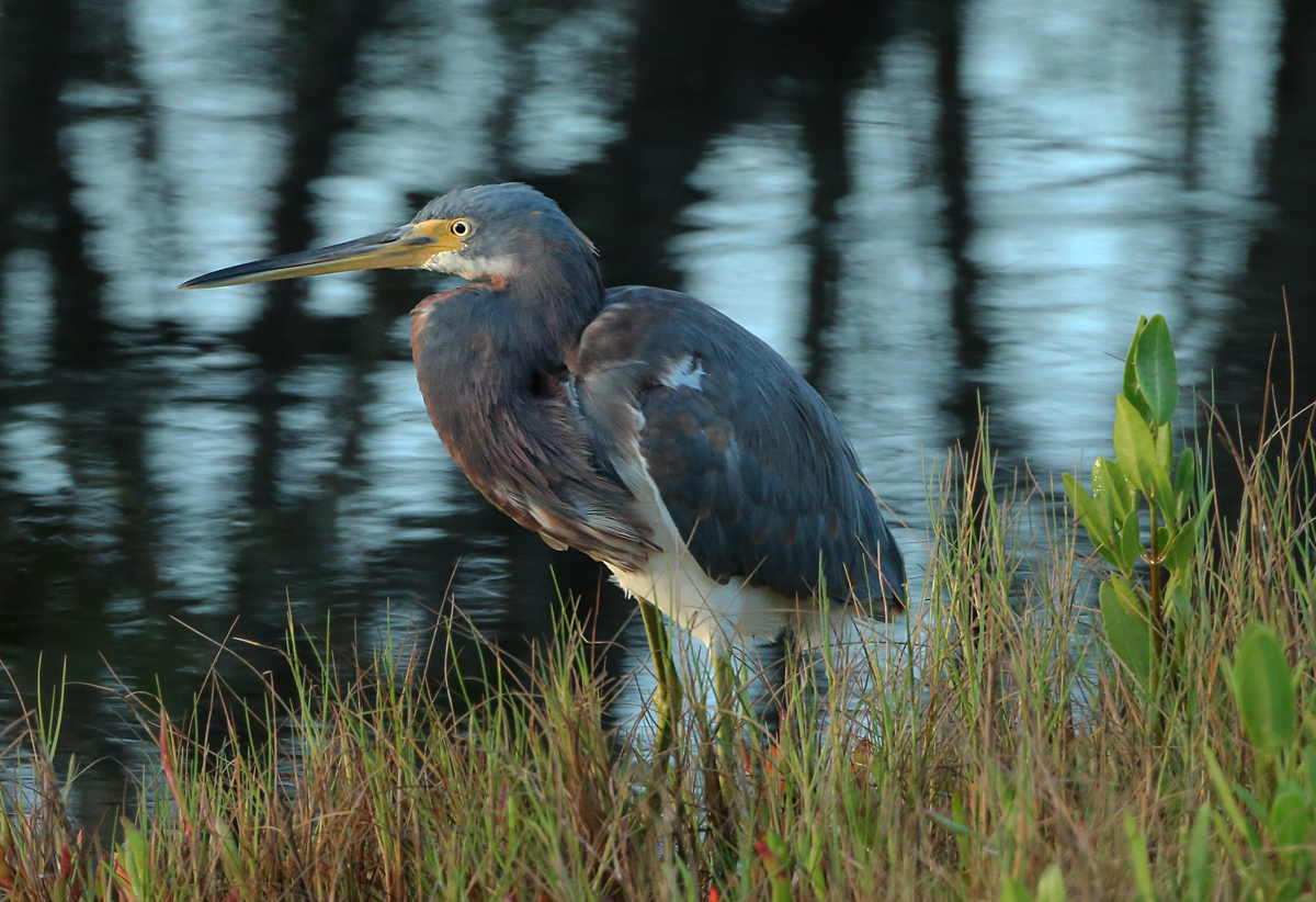 Tricolored Heron