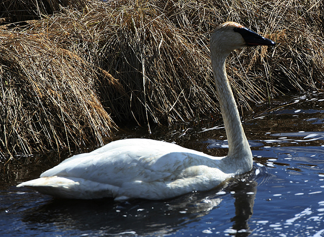 Trumpeter Swan