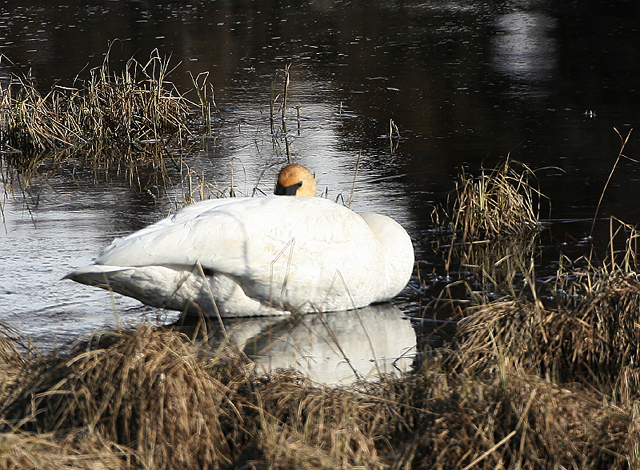 Trumpeter Swan