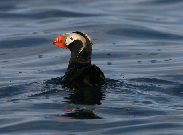 Tufted Puffin