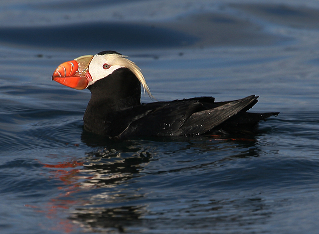 Tufted Puffin