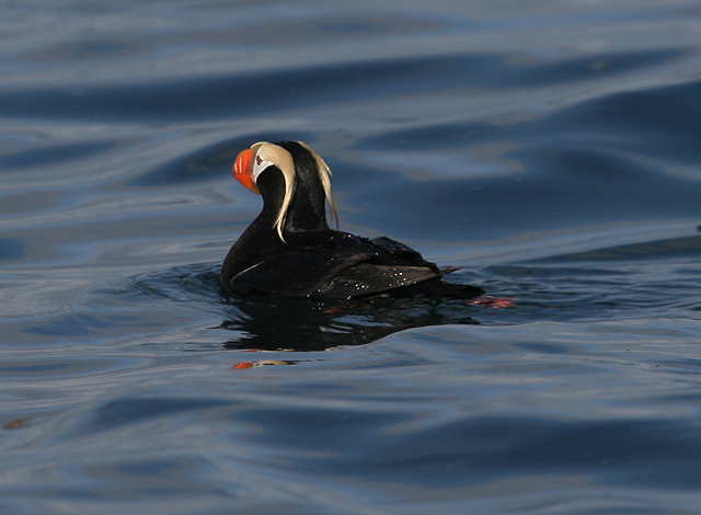 Tufted Puffin