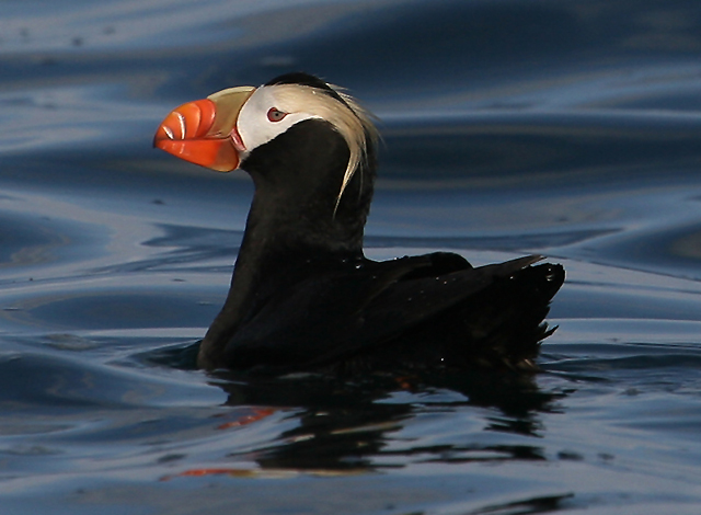 Tufted Puffin