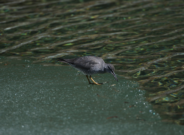 Wandering Tattler
