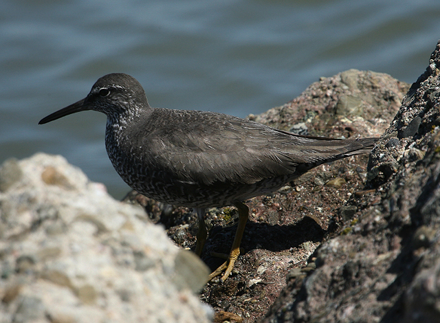 Wandering Tattler