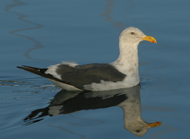 Western Gull