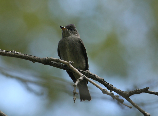 Western Woodpewee