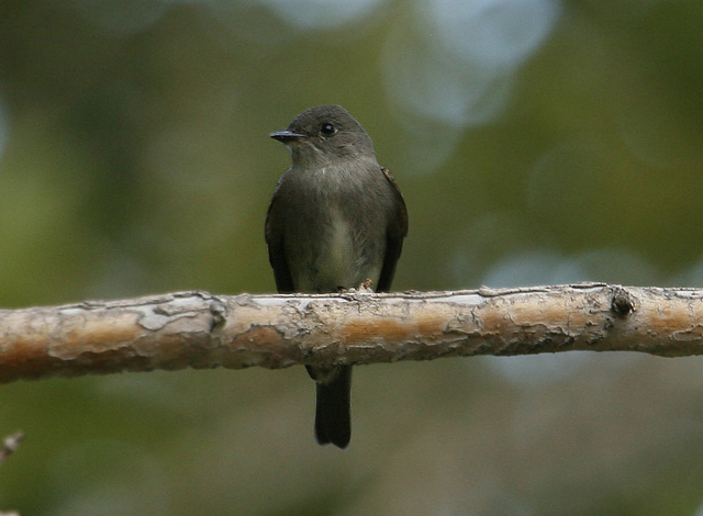 Western Woodpewee