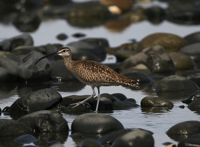 Whimbrel