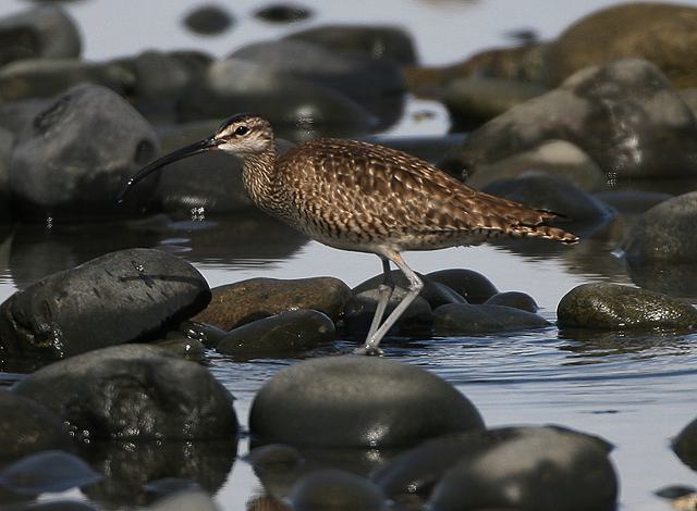 Whimbrel