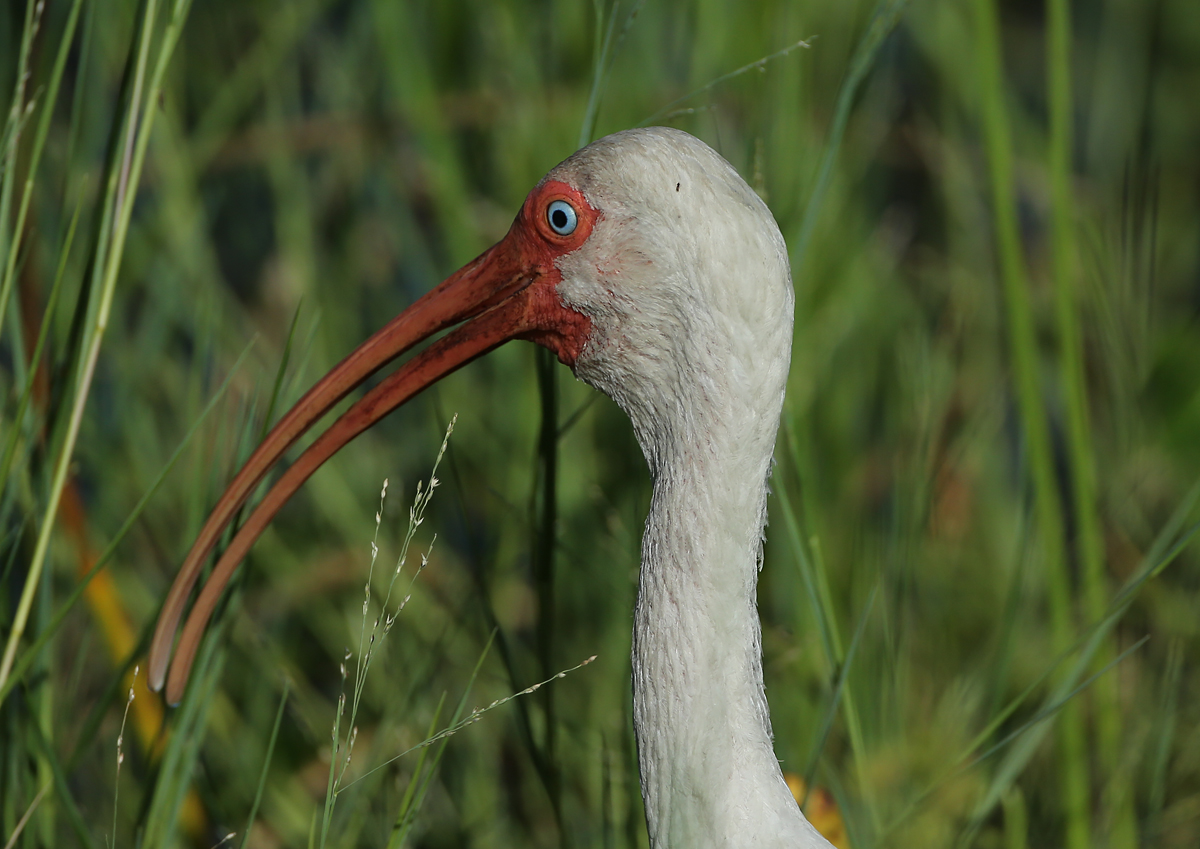 White Ibis
