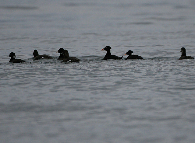 White-winged Scoter