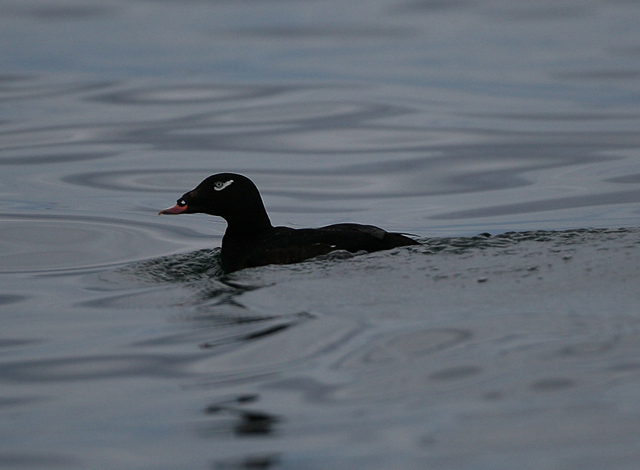 White-winged Scoter